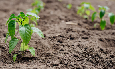 Young beautiful shoots of seedlings the bell peppers.Closeup view of young paprika sprouts in the soil.Agriculture and vegetable growing. Spring, hopes for a good harvest of paprika.