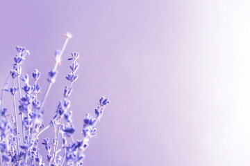 close up of lavender flowers