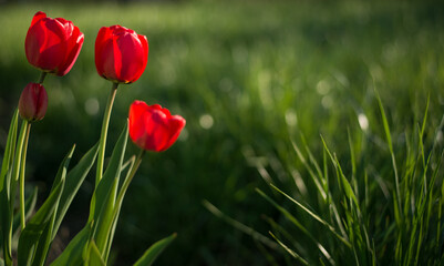 red tulips in spring