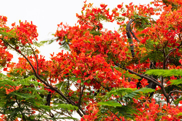 Obraz premium Blooming phoenix flower