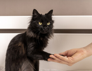 Cat shakes hands with a girl, deal or contract with a disgruntled cat. Black cat on treatment in a veterinary clinic.