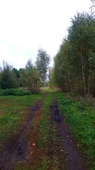 Obraz premium path in the woods