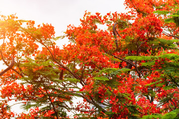 Fototapeta premium Blooming phoenix flower