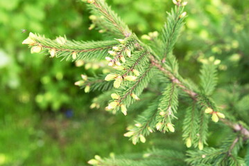 young green cones on a branch close up