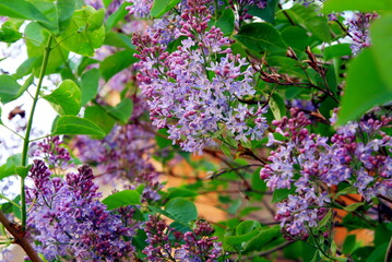 beautiful lilac Bush blooming close up