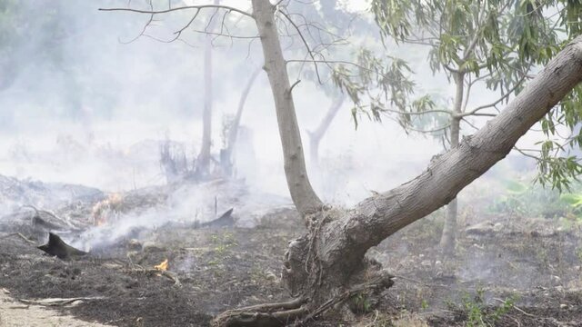 Dominican Republic, smoke drifting in dying forest.