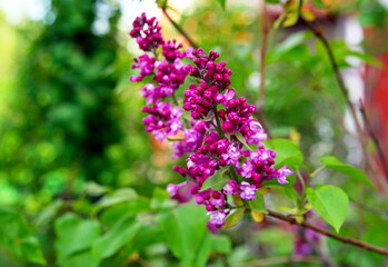 beautiful lilac Bush blooming close up