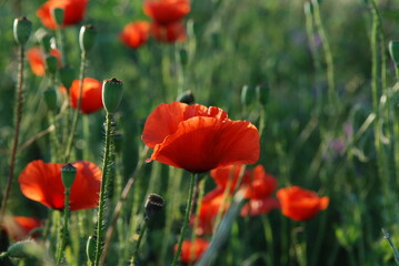 poppy field in summer
