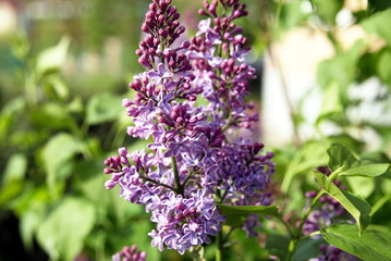 Obraz premium beautiful lilac Bush blooming close up