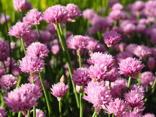 Decorative onion grows and blooms on a flowerbed in the garden