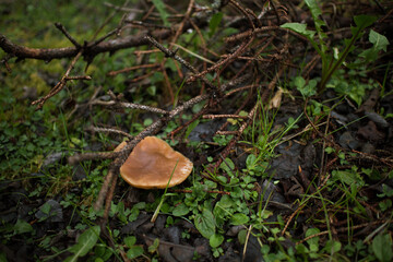 mushroom in the forest