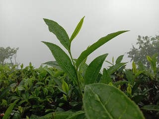 green leaves in the garden