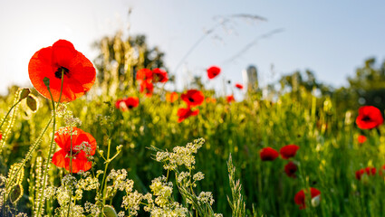 Panorama von Klatschmohn Blumen im Gegenlicht
