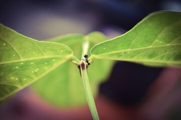 Insect on Leaf