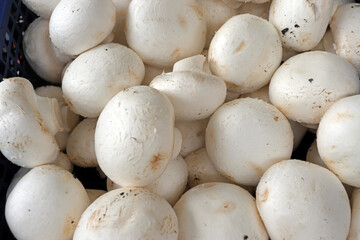 Champignons. Cultivated white mushroom or field mushrooms pattern.