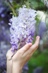 Fototapeta na wymiar children's hands hold a bunch of blooming wisteria