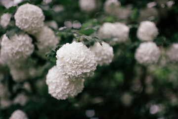 Bush with large white flowers.