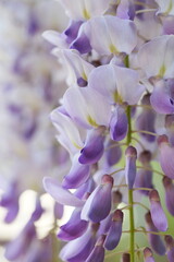 blooming wisteria