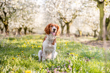 Cute welsh springer spaniel dog breed under blossoming trees. Helthy adorable pretty dog.