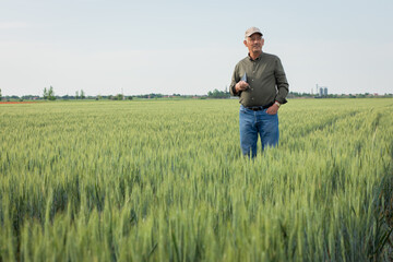 Fototapeta na wymiar Senior farmer standing in wheat field holding tablet and examining crop during the day.