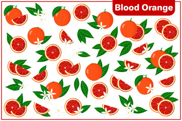 Set of vector cartoon illustrations with whole, half, cut slice Blood orange exotic fruits, flowers and leaves isolated on white background