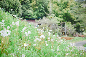 里山の風景　タンポポと田舎道