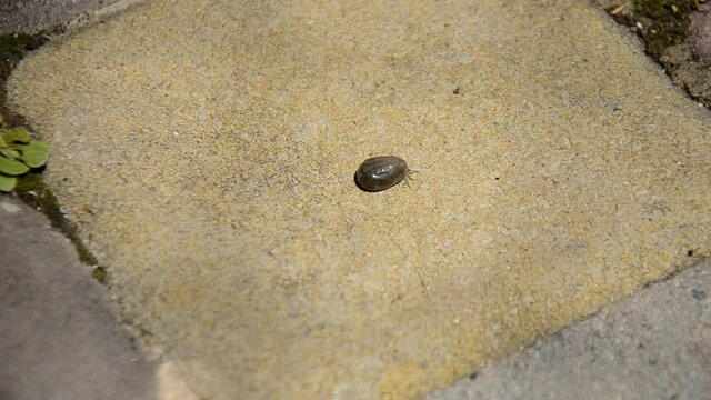 saturated blood soaked tick crawls on the pavement, thread carrier of disease 