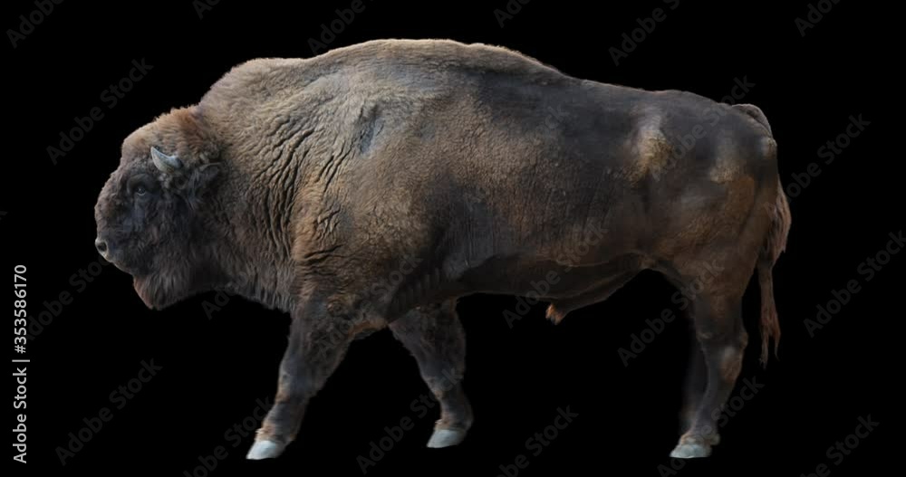 Wall mural european wood bison walking realistic animation. isolated wisent video including alpha channel allow