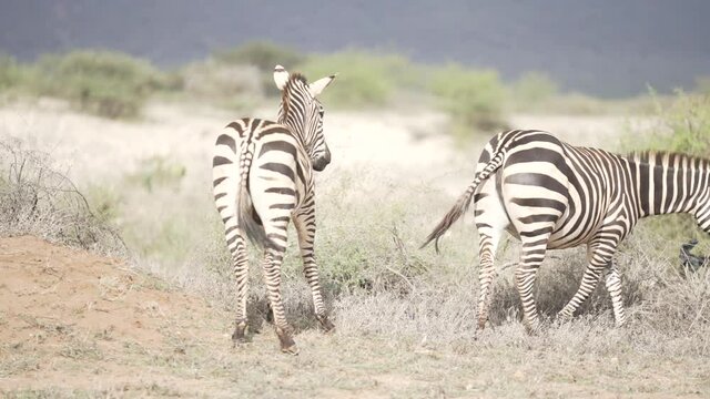 Zebras in der afrikanischen Steppe