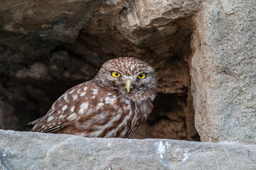 Little Owl (Athene noctua) bird in wildlife area.