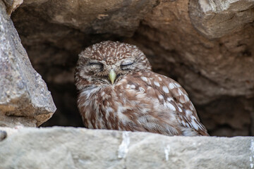 Little Owl (Athene noctua) bird in wildlife area.