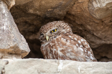 Little Owl (Athene noctua) bird in wildlife area.