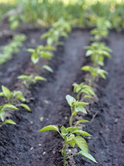 Young pepper plants growing in farm house garden vegetable beds