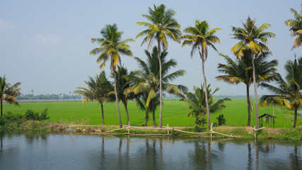 Naklejka na ściany i meble Kerala houseboats Backwaters with coconut trees and paddy field