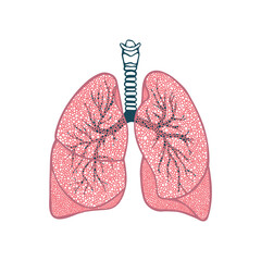 Lungs. Respiratory system hand drawn vector illustration. Lungs vintage style sketch drawing. Part of set.