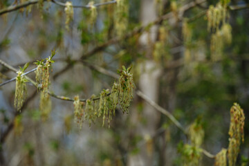 beautiful flowering tree in spring