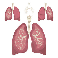 Lungs. Respiratory system realistic vector illustration. Lungs in different view. Part of set.