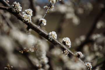 apricot blossom in spring against blue sky