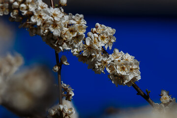 apricot blossom in spring against blue sky