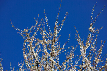 apricot blossom in spring against blue sky