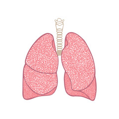Lungs. Respiratory system hand drawn vector illustration. Lungs vintage style sketch drawing. Part of set.