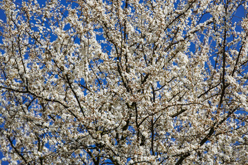 apricot blossom in spring against blue sky