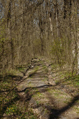 long road in the forest