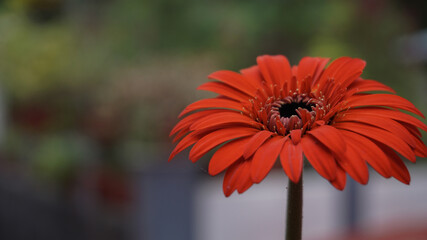 A beautiful orange Gerbera flower