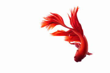 Siamese fighting fish