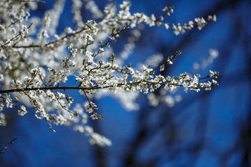 flowering trees against the blue sky