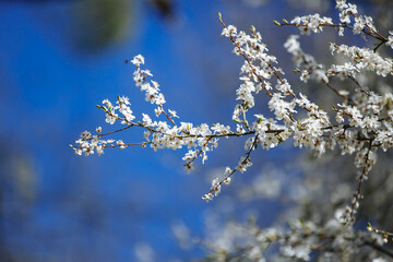 flowering trees against the blue sky