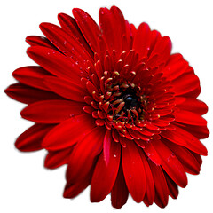 Red Daisy for your creative work