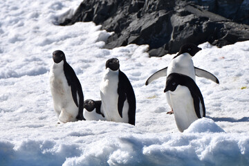 Adelie penguins (Hope Bay, Antarctica)