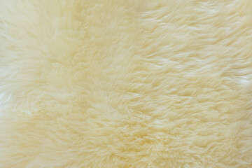 background and textured of real white cream wool sheep